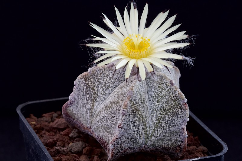 Astrophytum myriostigma 