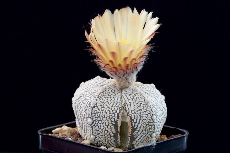 Astrophytum coahuilense x onzuka 