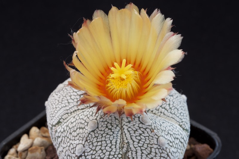 Astrophytum coahuilense x onzuka 