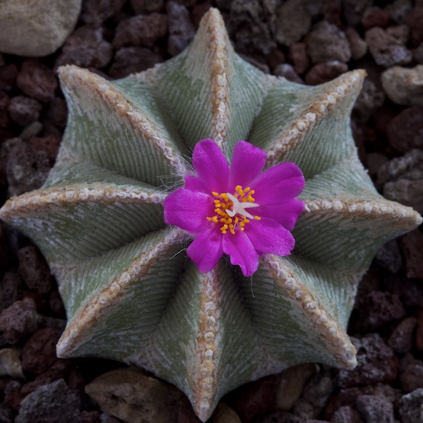 Aztekium hintonii 