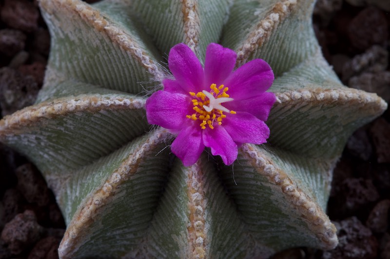 Aztekium hintonii 