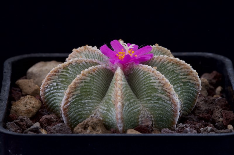 Aztekium hintonii 