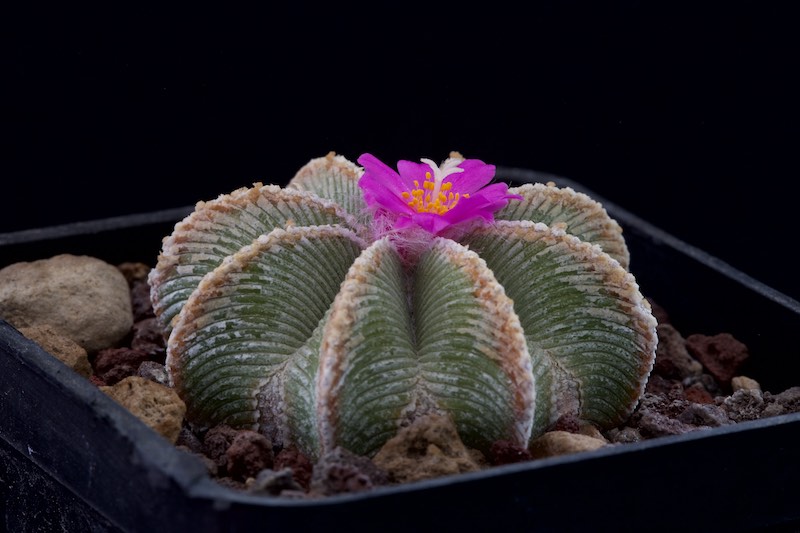 Aztekium hintonii 