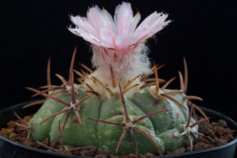 Echinocactus horizonthalonius PAN 183