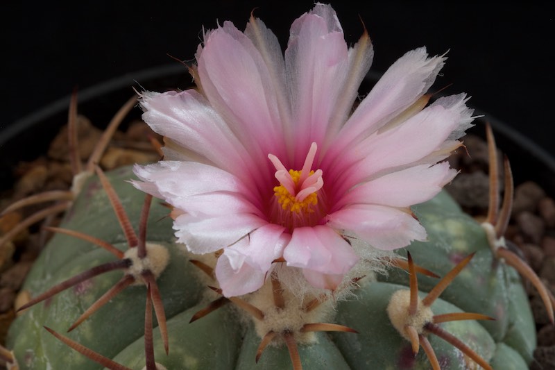 Echinocactus horizonthalonius PAN 183