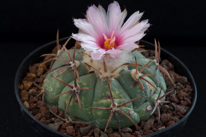 Echinocactus horizonthalonius PAN 183