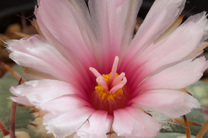 Echinocactus horizonthalonius PAN 183