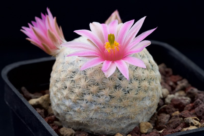 Mammillaria herrerae 