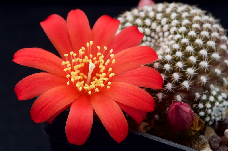 Rebutia krainziana 