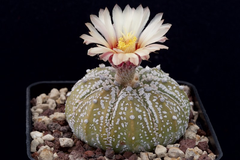 Astrophytum asterias cv. Super Kabuto 