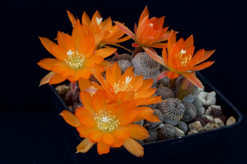 Rebutia heliosa KK 844