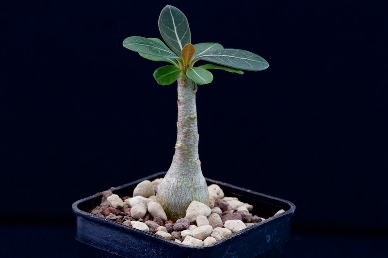 adenium socotranum