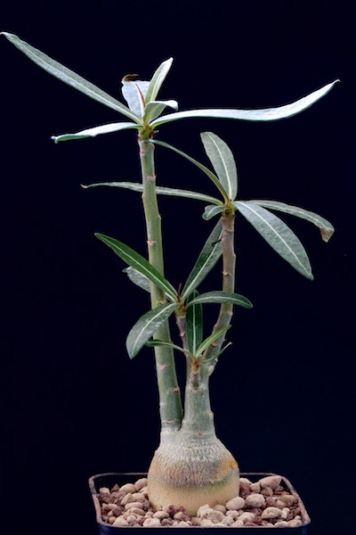 Adenium somalense v. nova 