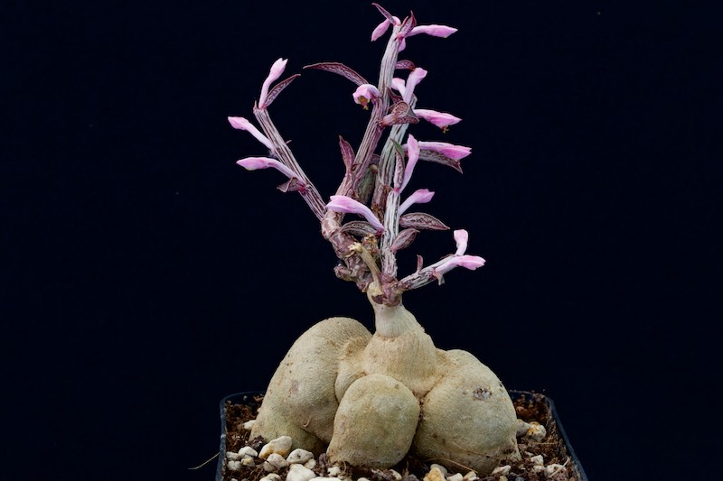 Euphorbia neorubella 