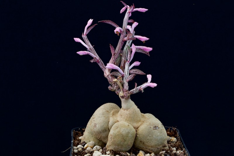 euphorbia neorubella