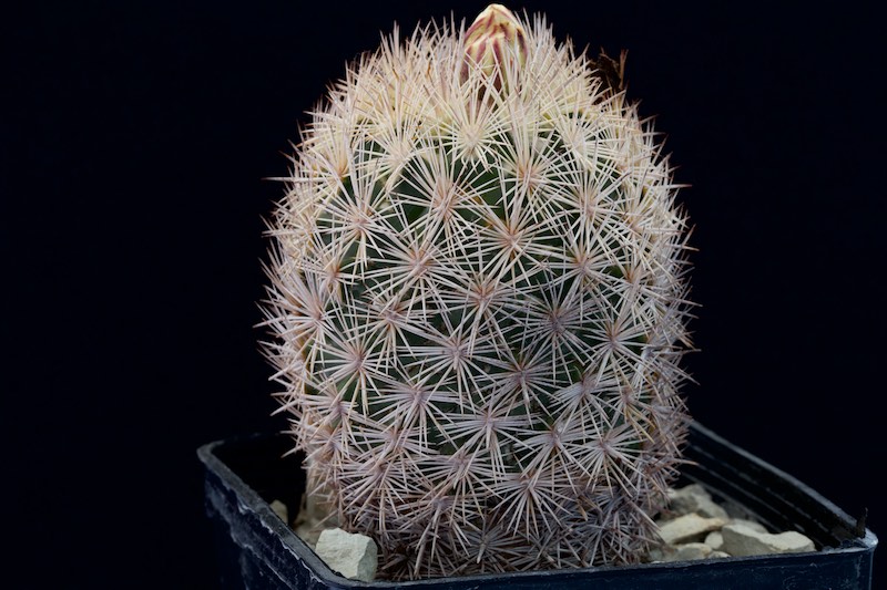 Coryphantha werdermannii SB 575