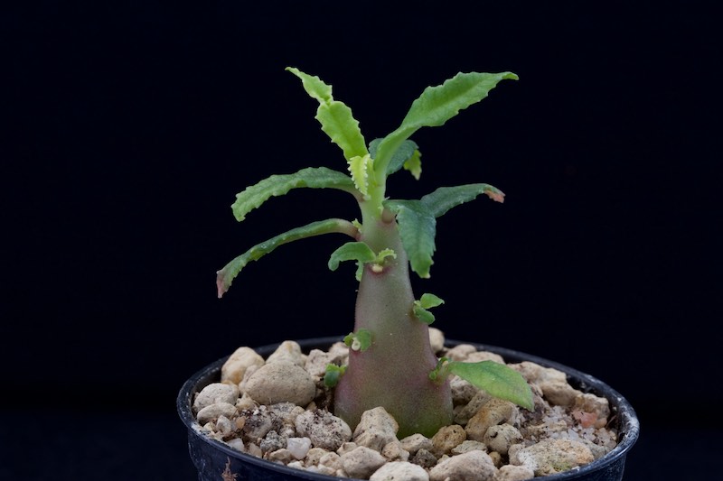 Dorstenia hildebrandtii f. crispa 