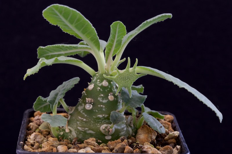 dorstenia sp. nova