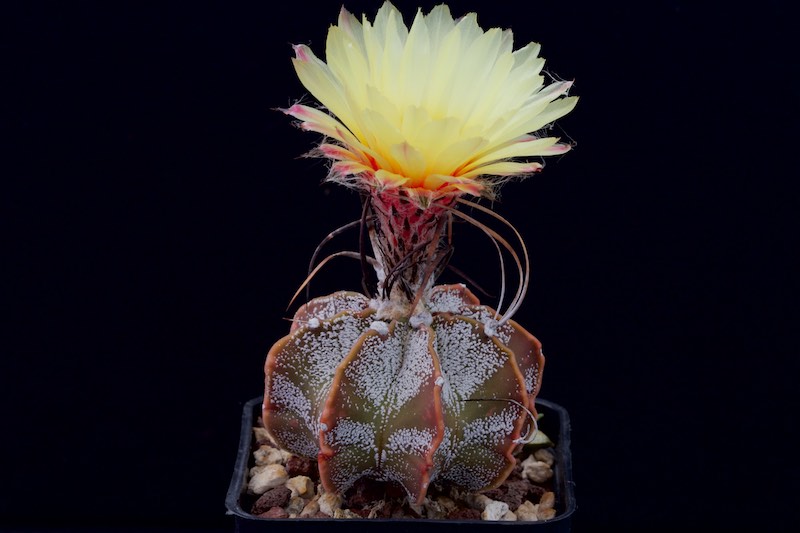 Astrophytum capricorne v. minor 