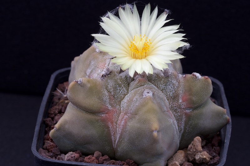 Astrophytum myriostigma cv. kikko 