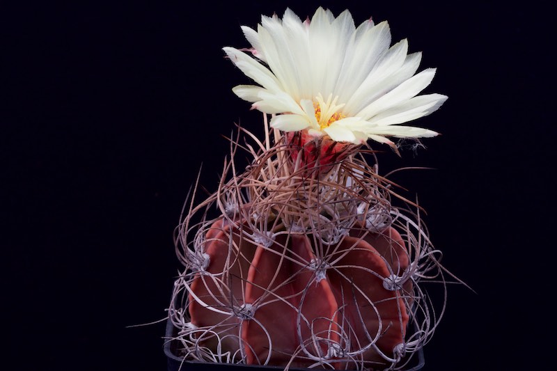 astrophytum capricorne v. senile