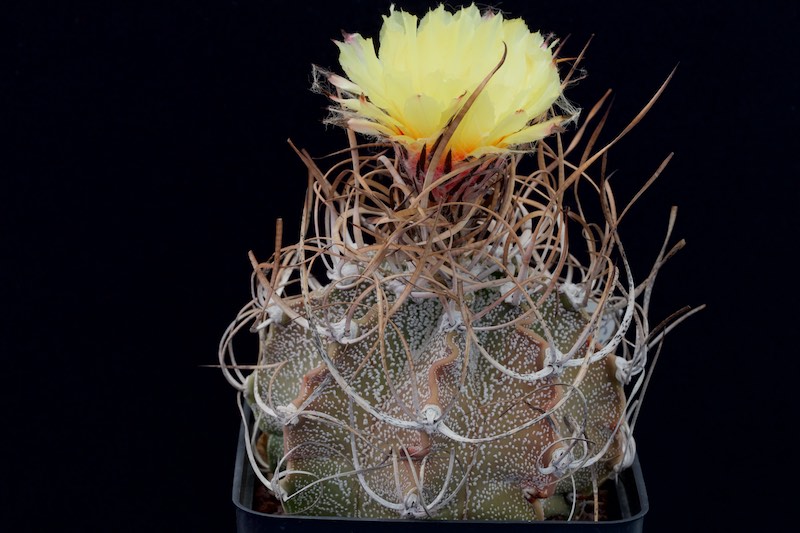 Astrophytum capricorne v. crassispinum 