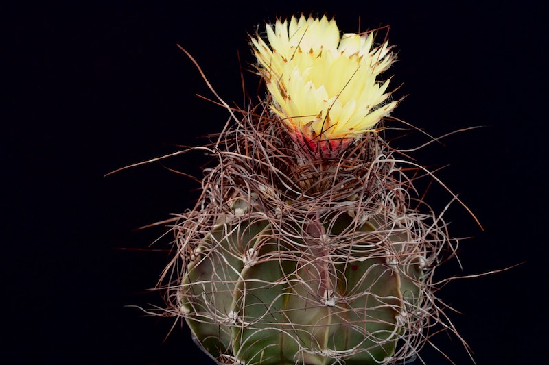 Astrophytum capricorne v. senile 