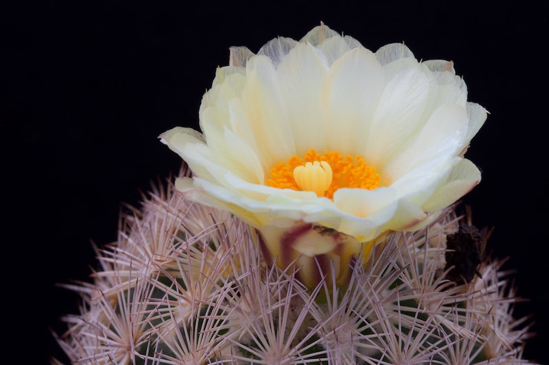 Coryphantha werdermannii SB 575