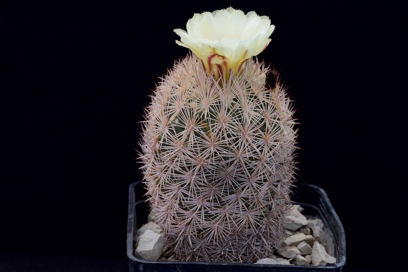 Coryphantha werdermannii SB 575