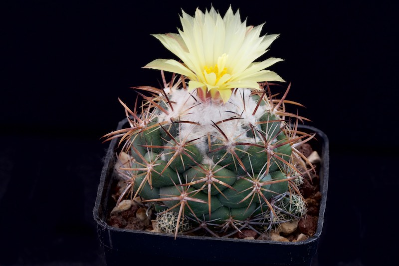 Coryphantha pycnacantha 