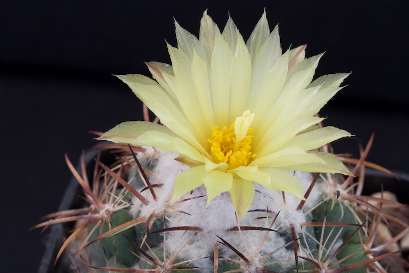 Coryphantha pycnacantha 