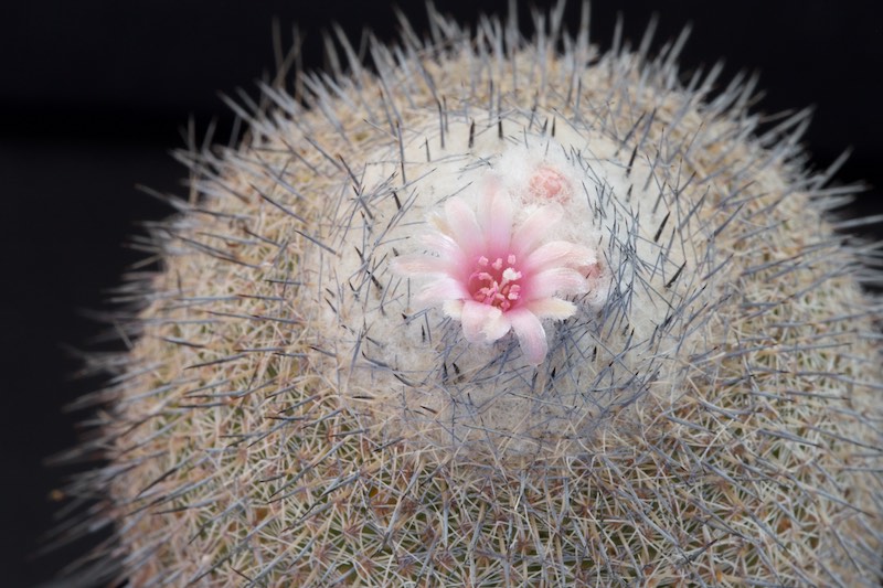 Epithelantha unguispina 