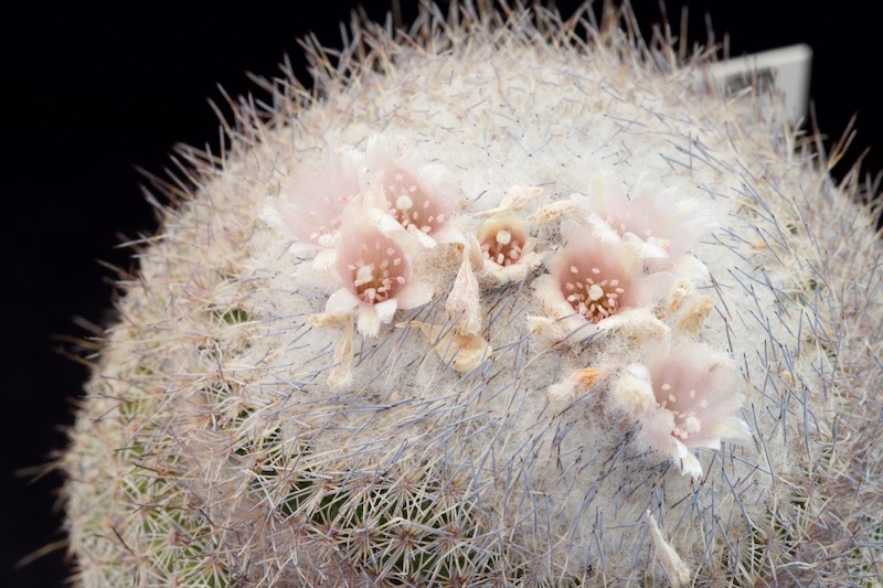 Epithelantha unguispina ssp. huastecana BZ 58