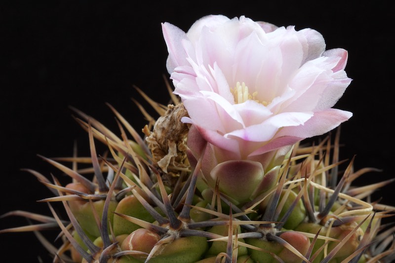 Gymnocalycium horridispinum 