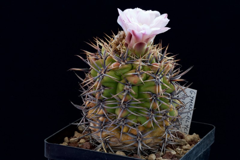 Gymnocalycium horridispinum 