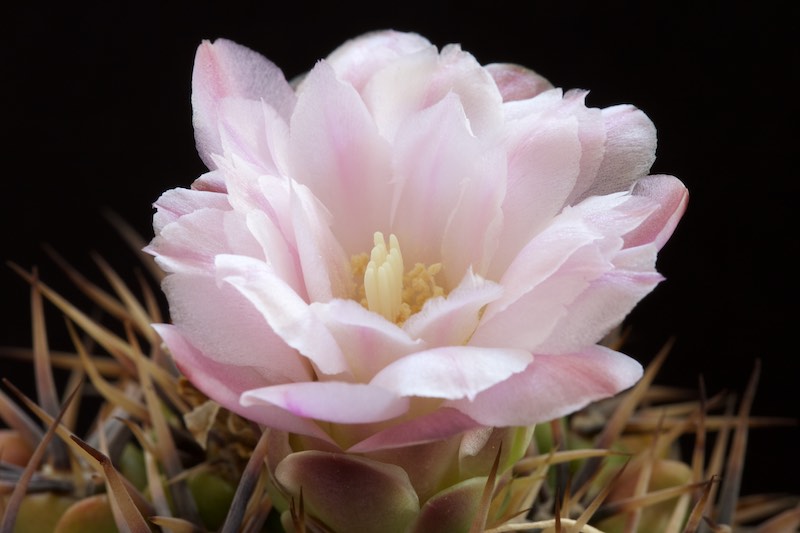 Gymnocalycium horridispinum 