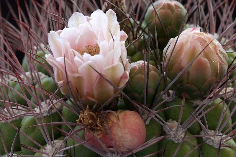 Gymnocalycium saglionis 