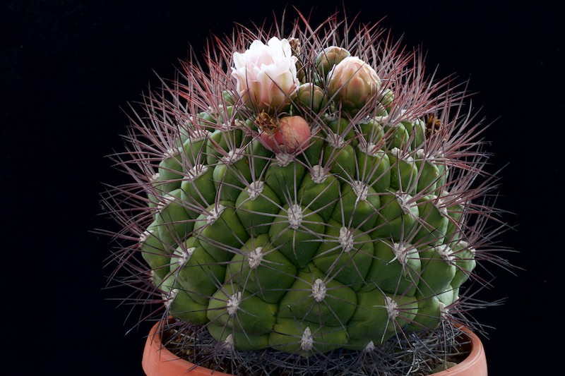 Gymnocalycium saglionis 