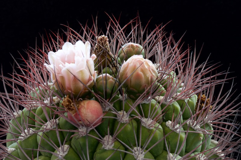 Gymnocalycium saglionis 