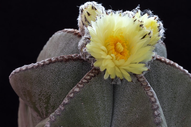 Astrophytum myriostigma 