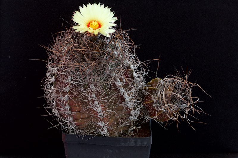 Astrophytum capricorne 