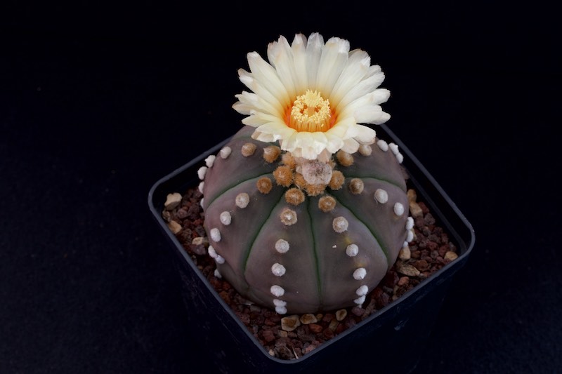 Astrophytum asterias cv. Ruri Kabuto 