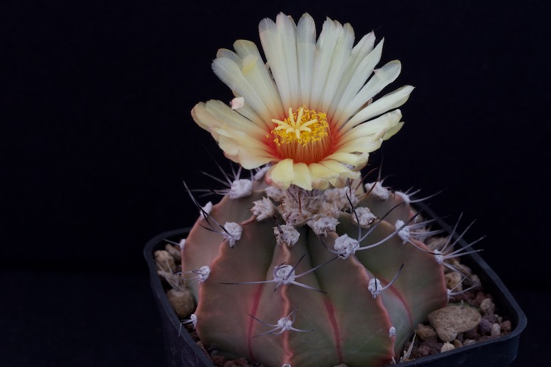 Astrophytum capricorne v. aureum x asterias cv. super kabuto 