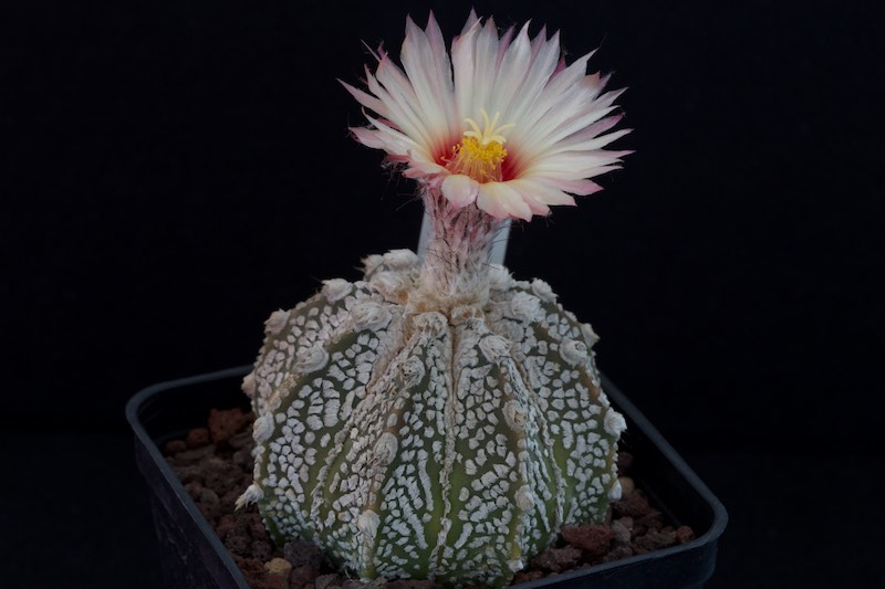 Astrophytum asterias cv. Super Kabuto x senile 