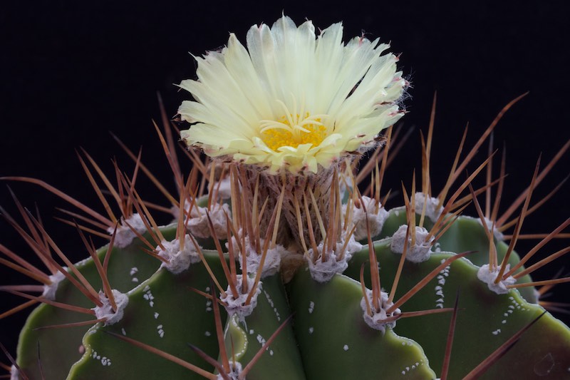 Astrophytum ornatum 