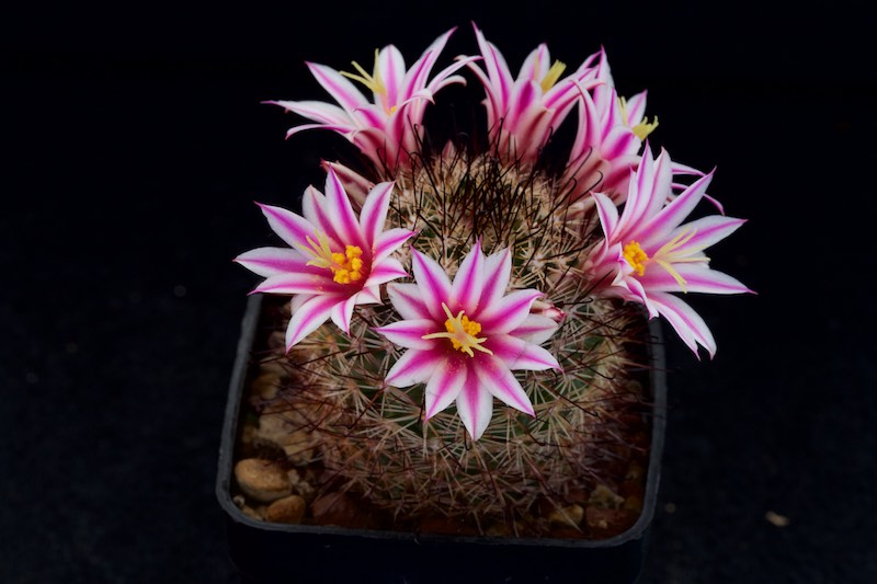 Mammillaria blossfeldiana 