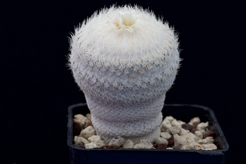 Epithelantha bokei 