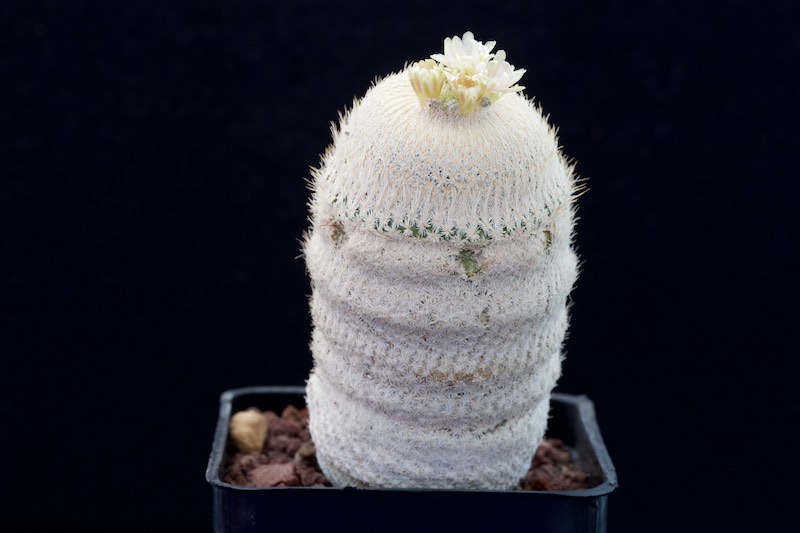 Epithelantha bokei SB 416