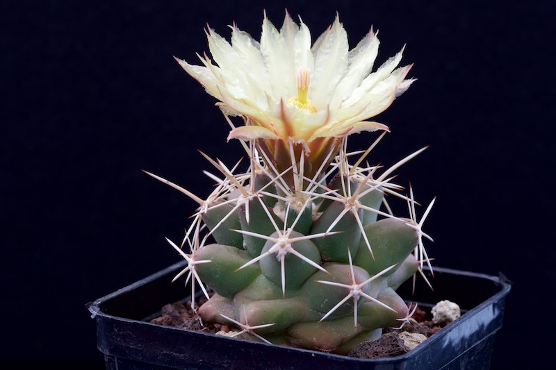 Coryphantha robustispina ssp. scheeri SB 843