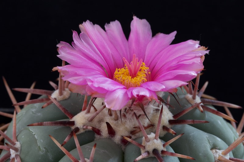 Echinocactus horizonthalonius 